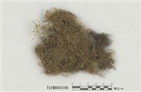 藏品(假懸苔屬)的圖片